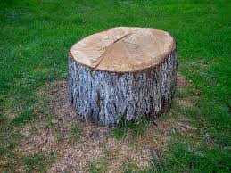 Best Tree and Shrub Care  in Hacienda Heights, CA