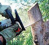 Best Commercial Tree Services  in Hacienda Heights, CA