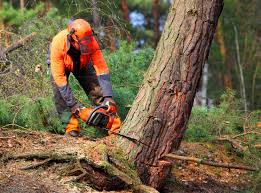 Reliable Hacienda Heights, CA Tree Removal Solutions