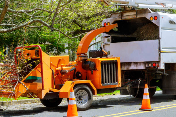 Best Tree Risk Assessment  in Hacienda Heights, CA