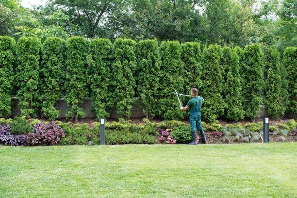 Best Lawn Maintenance Plans  in Hacienda Heights, CA