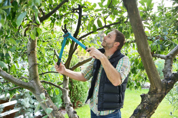 Best Fruit Tree Pruning  in Hacienda Heights, CA
